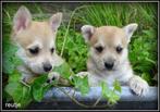 Pomeeriaan x Westie kruising pups, Nederland, Overige rassen, 8 tot 15 weken, CDV (hondenziekte)