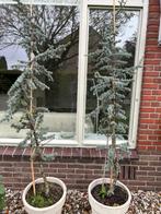 Blauwe ceder ca. 2.20 mtr 1 x, Tuin en Terras, Planten | Bomen, Bloeit niet, Overige soorten, 100 tot 250 cm, Ophalen