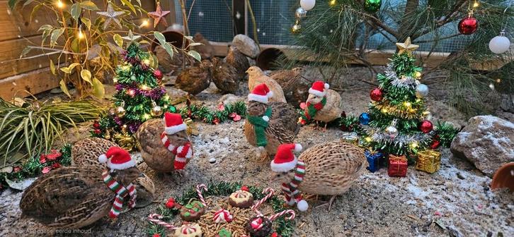 Japanse kwartels normaal + Jumbo, Dieren en Toebehoren, Pluimvee, Overige soorten, Meerdere dieren