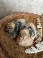 Koppel canaria kroppers incl pleegouders, Meerdere dieren, Kropper