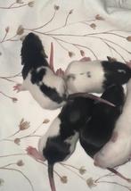 Jonge ratjes / rittens, Dieren en Toebehoren, Knaagdieren, Rat, Meerdere dieren, Tam, Oktober