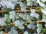 Restpartij 150 Goedkope snelgroeiende Hedera klimop  60-80 c, Halfschaduw, Vaste plant, Ophalen of Verzenden, Klimplanten