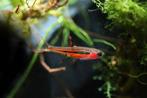 Borara Brigittae - Chili Rasbora, Dieren en Toebehoren, Vis, Zoetwatervis, Schoolvis