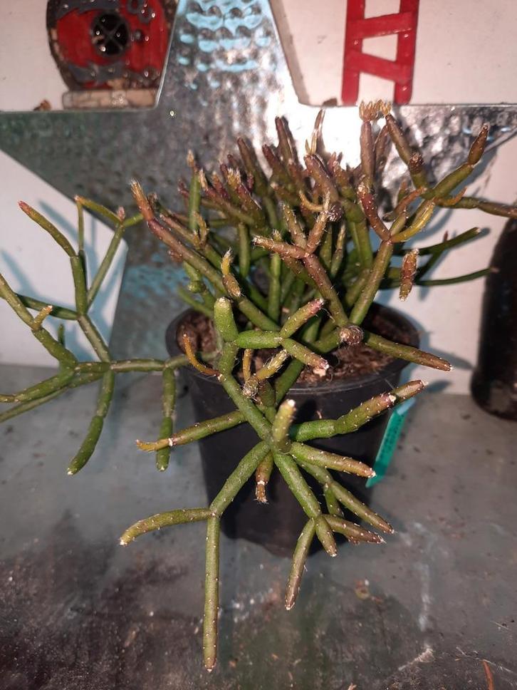 Rhipsalis Burchelli, Huis en Inrichting, Kamerplanten, Overige soorten, Minder dan 100 cm, Ophalen