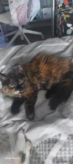 Geweldige Maine Coon kittens 😻😺💝💙🫶, Dieren en Toebehoren, Meerdere dieren, Ontwormd