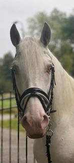 lieve Cremello Cruzado te koop., Dieren en Toebehoren, Pony's, Ruin, Dressuurpony, L, 11 jaar of ouder