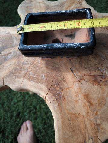 Bonsai schaaltjes  beschikbaar voor biedingen