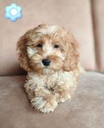 Prachtige mini doodle pups, Nederland, Overige rassen, CDV (hondenziekte), 8 tot 15 weken