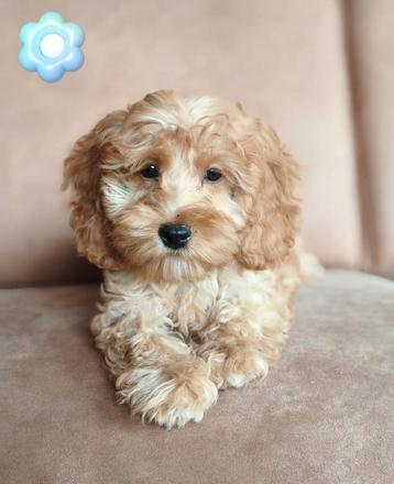Prachtige mini doodle pups  beschikbaar voor biedingen