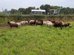 Koppel weide lammeren 19 stuks, Dieren en Toebehoren, Schapen, Geiten en Varkens, Meerdere dieren, Schaap