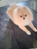 Superlieve en knappe pomeriaantje met Bearface, Dieren en Toebehoren, Honden | Poolhonden, Keeshonden en Oertypen, Reu, 1 tot 2 jaar