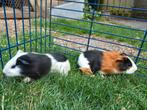 2 cavia beertjes, Dieren en Toebehoren, Knaagdieren, Juni, Mannelijk, Cavia