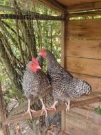 2 Noord Hollandse hoen hanen!, Dieren en Toebehoren, Pluimvee, Mannelijk, Kip