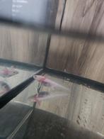 2 axolotls, Dieren en Toebehoren, Maart, Meerdere dieren