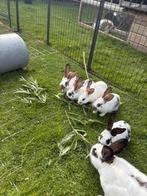 Lotharinger Rammen Groot, Dieren en Toebehoren, Mannelijk, Groot, 0 tot 2 jaar