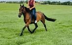 Zeer lieve en brave dravers merrie, 5,5 jaar oud, Merrie, Minder dan 160 cm, Gechipt, 3 tot 6 jaar