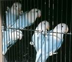 Prachtige piep jonge agapornis fisheri opaline, Meerdere dieren, Dwergpapegaai of Agapornis, Geringd