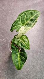 Syngonium Batik Variegata #4, Huis en Inrichting, Kamerplanten, Ophalen of Verzenden, Overige soorten, Minder dan 100 cm