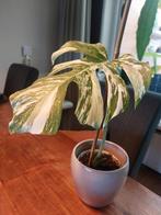 Monstera variegata, Huis en Inrichting, Kamerplanten, Ophalen, Halfschaduw, Minder dan 100 cm
