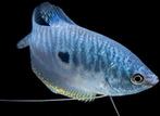 Blauwe spat Gourami diverse maten M, L, XL, Dieren en Toebehoren, Vissen | Aquariumvissen, Vis, Zoetwatervis