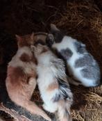 Lieve kittens., Dieren en Toebehoren