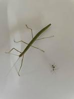 GRATIS (Indische) wandelende takken, leuk voor kids!, Wandelende tak