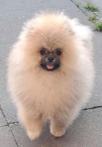 Pomeriaan reutje met stamboom., Particulier, Keeshond, 15 weken tot 1 jaar, Reu