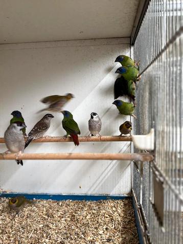 verschillende soorten tropische vogels beschikbaar voor biedingen