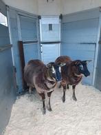 2 drachtige dassenkop ooien, Vrouwelijk, Schaap, 0 tot 2 jaar