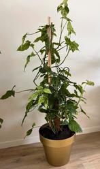 Grote plant (Syngonium Angustatum Schott) in gouden pot, Huis en Inrichting, Kamerplanten, Ophalen, Halfschaduw