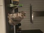 Britse korthaar, Poes, Gechipt, 3 tot 5 jaar