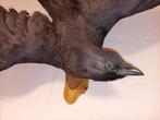 Taxidermie Halloween decoratie opgezette dieren kraai, Ophalen of Verzenden, Gebruikt, Vogel, Opgezet dier