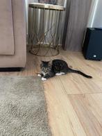 Europees langhaar kitten, Dieren en Toebehoren, Katten en Kittens | Overige Katten, Kater