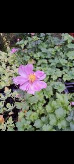 Anemone, Volle zon, Vaste plant, Zomer, Ophalen