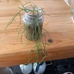 rhipsalis nr 81, Huis en Inrichting, Kamerplanten, Ophalen of Verzenden, Halfschaduw, Minder dan 100 cm