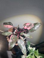 Philodendron Pink Princess, Huis en Inrichting, Kamerplanten, Ophalen, Overige soorten, Minder dan 100 cm