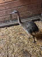 Nandoe kuikens wildkleur, Geslacht onbekend, Overige soorten