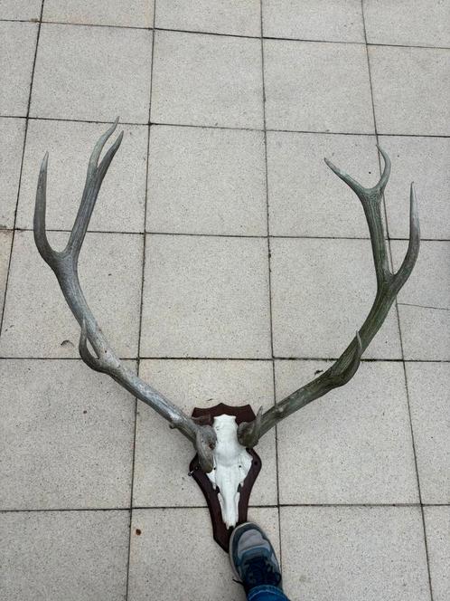 Gewei, hertengewei, edelhert 110x86, Verzamelen, Dierenverzamelingen, Gebruikt, Gewei of Kop, Hert, Ophalen
