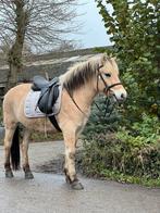 2,5 jarige fjord en ijslander veulen, Dieren en Toebehoren, Pony's, Zadelmak, 3 tot 6 jaar, Meerdere dieren, Recreatiepony
