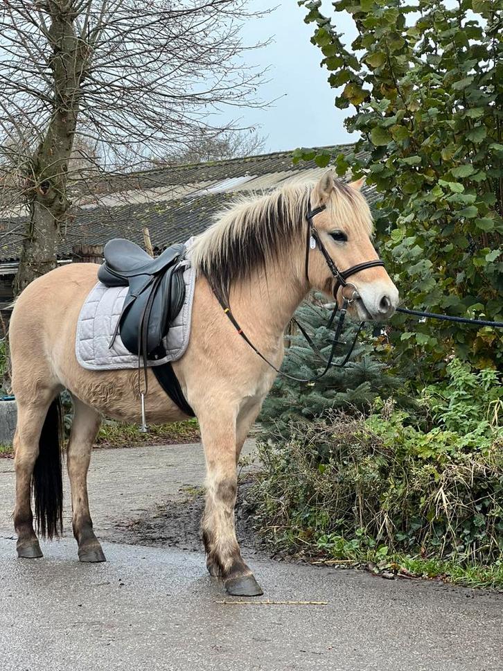 2,5 jarige fjord en ijslander veulen, Dieren en Toebehoren, Pony's, Meerdere dieren, Zadelmak, D pony (1.37m tot 1.48m), Recreatiepony