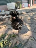Baardkuifhoen hanen en 1 mix, Dieren en Toebehoren, Mannelijk, Kip