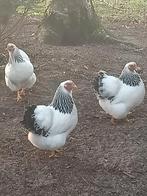 Wyandottes, Dieren en Toebehoren, Pluimvee, Vrouwelijk, Kip