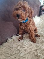 Toy poedel pups, Dieren en Toebehoren, Poedel, Particulier, Rabiës (hondsdolheid), 15 weken tot 1 jaar