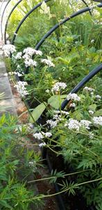 Vijverplanten  partij handel, Tuin en Terras, Ophalen, Nieuw