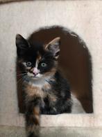 kitten, Dieren en Toebehoren, Katten en Kittens | Overige Katten, Poes