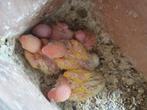 Dwergpapegaai, Dieren en Toebehoren, Vogels | Parkieten en Papegaaien, Geslacht onbekend, Dwergpapegaai of Agapornis, Geringd