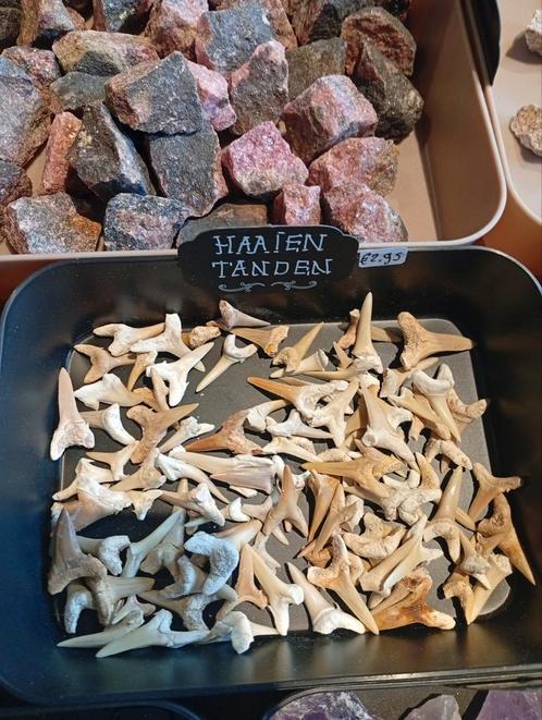Haaientanden, Verzamelen, Mineralen en Fossielen, Mineraal, Ophalen of Verzenden