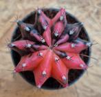 Cactus Gymnocalycium Mihanovichii p7 (33), Ophalen of Verzenden, Cactus, Volle zon, Minder dan 100 cm