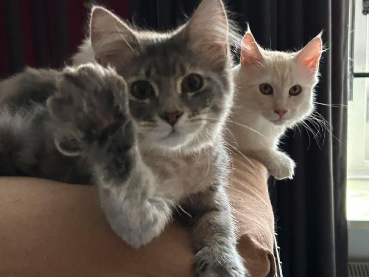 Maine Coon poesjes, Dieren en Toebehoren, Katten en Kittens | Raskatten | Langhaar, Poes, 0 tot 2 jaar, Ontwormd, Ingeënt