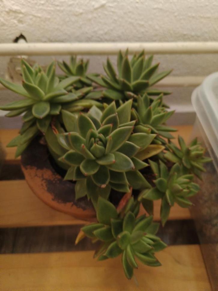 Succulent - Echeveria Elegans, Tuin en Terras, Planten | Tuinplanten, Overige soorten, Volle zon, Ophalen of Verzenden